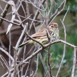 Pyrrholaemus sagittatus at Tennent, ACT - 14 Oct 2020