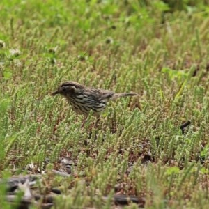 Pyrrholaemus sagittatus at Tennent, ACT - 14 Oct 2020