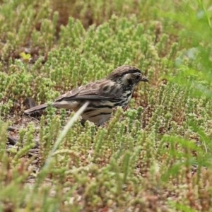 Pyrrholaemus sagittatus at Tennent, ACT - 14 Oct 2020