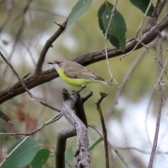 Gerygone olivacea at Paddys River, ACT - 14 Oct 2020 01:50 PM