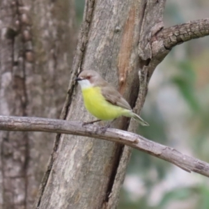 Gerygone olivacea at Paddys River, ACT - 14 Oct 2020