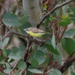 Gerygone olivacea at Paddys River, ACT - 14 Oct 2020 01:50 PM