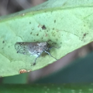 Cixiidae sp. (family) at Aranda, ACT - 15 Oct 2020