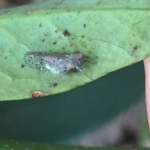 Cixiidae sp. (family) at Aranda, ACT - 15 Oct 2020