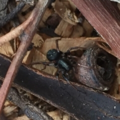 Zodariidae (family) (Ant spider or Spotted ground spider) at Aranda, ACT - 15 Oct 2020 by Jubeyjubes