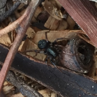 Zodariidae (family) (Ant spider or Spotted ground spider) at Aranda, ACT - 15 Oct 2020 by Jubeyjubes