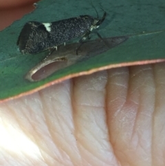 Leistomorpha brontoscopa (A concealer moth) at Aranda, ACT - 15 Oct 2020 by Jubeyjubes