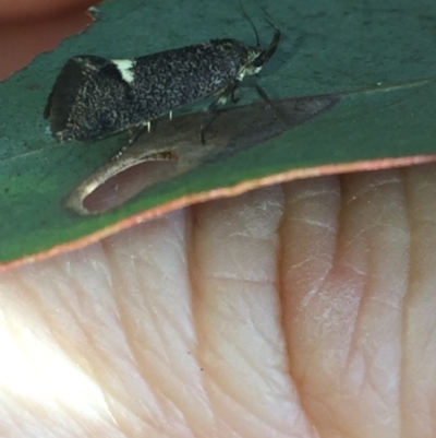Leistomorpha brontoscopa (A concealer moth) at Aranda, ACT - 15 Oct 2020 by Jubeyjubes
