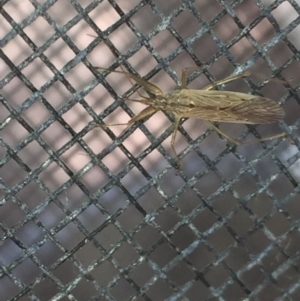 Nabis sp. (genus) at Aranda, ACT - 15 Oct 2020