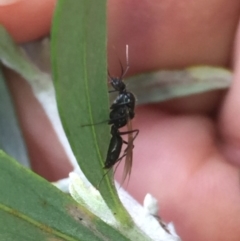 Formicidae (family) (Unidentified ant) at Aranda, ACT - 15 Oct 2020 by Jubeyjubes