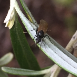 Formicidae (family) at Aranda, ACT - 15 Oct 2020