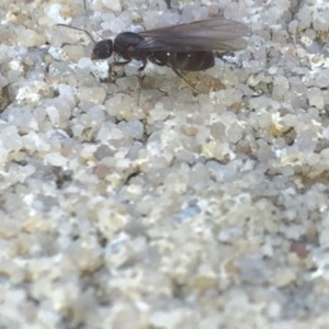 Formicidae (family) at Aranda, ACT - 15 Oct 2020