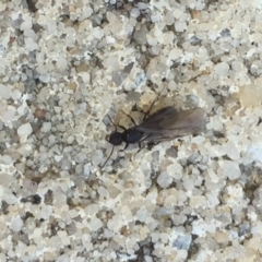 Formicidae (family) at Aranda, ACT - 15 Oct 2020