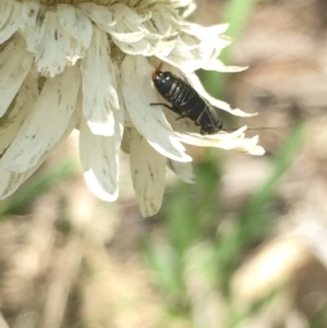 Ellipsidion australe at Aranda, ACT - 15 Oct 2020