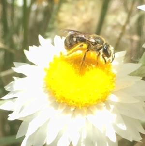 Lasioglossum (Chilalictus) sp. (genus & subgenus) at Aranda, ACT - 15 Oct 2020 12:18 PM