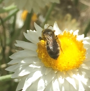 Lasioglossum (Chilalictus) sp. (genus & subgenus) at Aranda, ACT - 15 Oct 2020