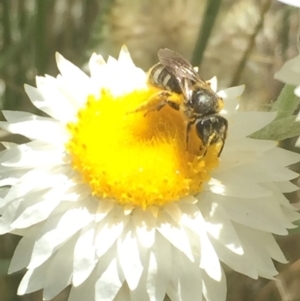 Lasioglossum (Chilalictus) sp. (genus & subgenus) at Aranda, ACT - 15 Oct 2020 12:18 PM