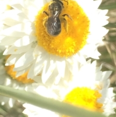 Lasioglossum (Chilalictus) sp. (genus & subgenus) at Aranda, ACT - 15 Oct 2020