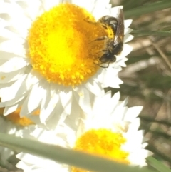 Lasioglossum (Chilalictus) sp. (genus & subgenus) at Aranda, ACT - 15 Oct 2020