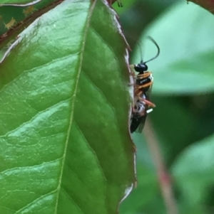 Ichneumonidae (family) at Aranda, ACT - 15 Oct 2020