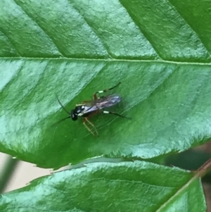 Ichneumonidae (family) at Aranda, ACT - 15 Oct 2020