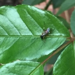 Ichneumonidae (family) at Aranda, ACT - 15 Oct 2020