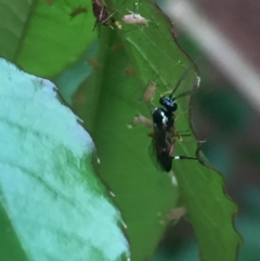 Ichneumonidae (family) at Aranda, ACT - 15 Oct 2020