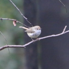 Acanthiza pusilla (Brown Thornbill) at Budawang, NSW - 14 Oct 2020 by LisaH