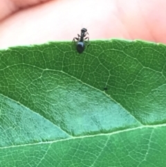 Formicidae (family) (Unidentified ant) at Aranda, ACT - 15 Oct 2020 by Jubeyjubes