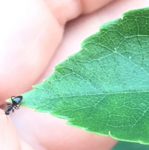 Formicidae (family) at Aranda, ACT - 15 Oct 2020