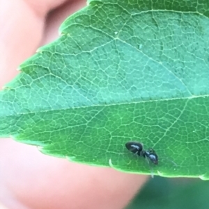 Formicidae (family) at Aranda, ACT - 15 Oct 2020