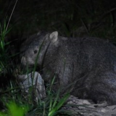 Vombatus ursinus (Bare-nosed Wombat) at Bowral, NSW - 15 Oct 2020 by pdmantis
