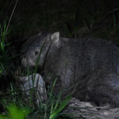 Vombatus ursinus (Bare-nosed Wombat) at Bowral, NSW - 15 Oct 2020 by pdmantis
