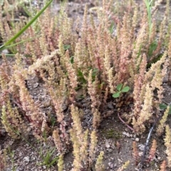 Crassula sieberiana (Austral Stonecrop) at Googong, NSW - 15 Oct 2020 by Wandiyali