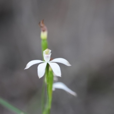 Caladenia moschata (Musky Caps) at Bowral, NSW - 15 Oct 2020 by pdmantis