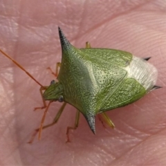 Vitellus sp. (genus) at Kambah, ACT - 15 Oct 2020