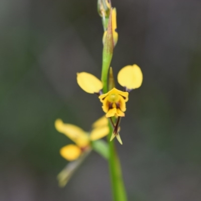 Diuris sulphurea (Tiger Orchid) at Bowral - 15 Oct 2020 by pdmantis