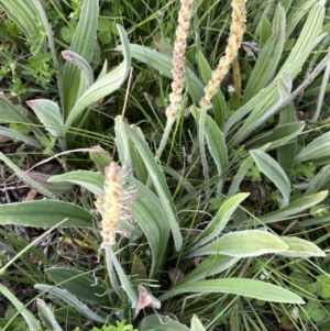 Plantago varia at Googong, NSW - 15 Oct 2020