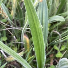 Plantago varia at Googong, NSW - 15 Oct 2020