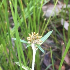 Euchiton involucratus (Star Cudweed) at Majura, ACT - 15 Oct 2020 by JaneR