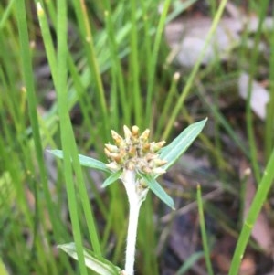 Euchiton involucratus at Majura, ACT - 15 Oct 2020