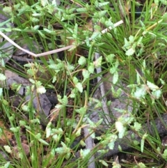 Isolepis levynsiana (Tiny Flat-sedge) at Majura, ACT - 15 Oct 2020 by JaneR