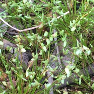 Isolepis levynsiana at Majura, ACT - 15 Oct 2020