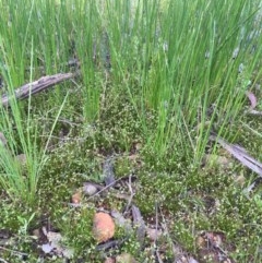 Isolepis levynsiana at Majura, ACT - 15 Oct 2020