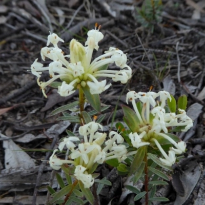 Pimelea linifolia subsp. caesia (Slender Rice Flower) at Rugosa - 13 Oct 2020 by SenexRugosus