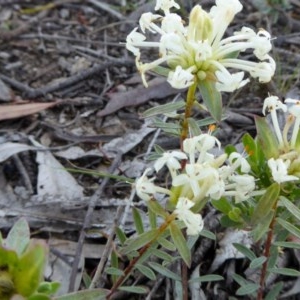 Pimelea linifolia subsp. caesia at Yass River, NSW - 13 Oct 2020