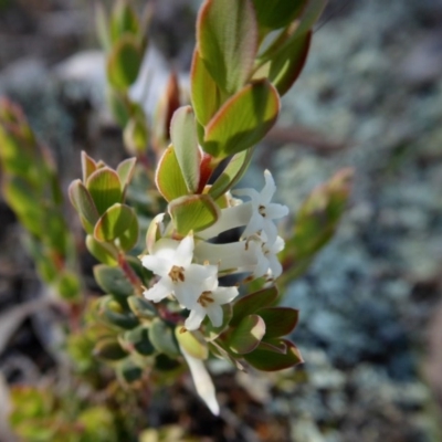 Brachyloma daphnoides (Daphne Heath) at Yass River, NSW - 13 Oct 2020 by SenexRugosus