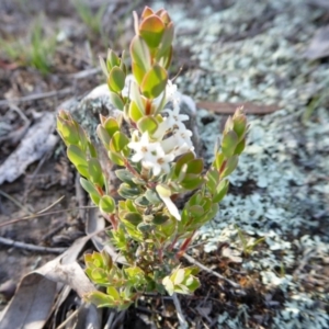 Brachyloma daphnoides at Yass River, NSW - 13 Oct 2020