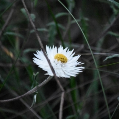 Helichrysum leucopsideum (Satin Everlasting) at Mittagong - 15 Oct 2020 by pdmantis