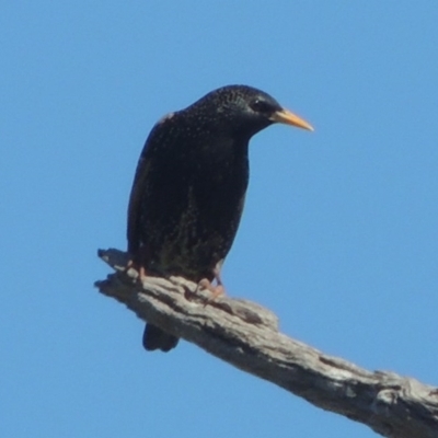 Sturnus vulgaris (Common Starling) at Gordon, ACT - 14 Sep 2020 by michaelb